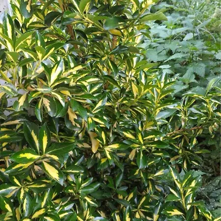 Comfort House Near Pyramides Apartman *